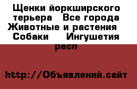 Щенки йоркширского терьера - Все города Животные и растения » Собаки   . Ингушетия респ.